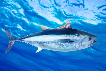 Photo sur Plexiglas Pêcher Thon rouge Thunnus thynnus poisson d& 39 eau salée
