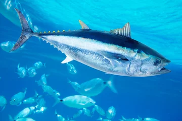 Foto op Plexiglas Vissen Blauwvintonijn Thunnus thynnus zeevis