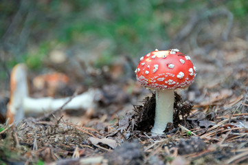 Amanita Muscaria