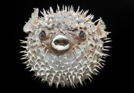 Long-spine porcupinefish - Diodon holocanthus