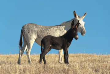 Obraz na płótnie Canvas Donkey And His Foal