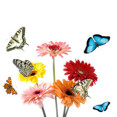 Tropical butterflies on a flowers