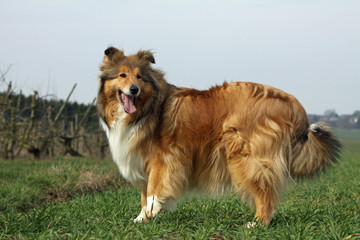 berger d'Ecosse de profil