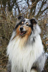 portrait de berger d'Ecosse blue merle