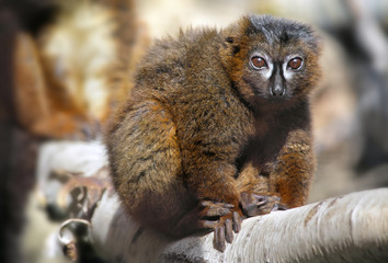 Red-bellied Lemur