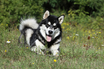 gaieté de l'alaskan malamute dans l'herbe