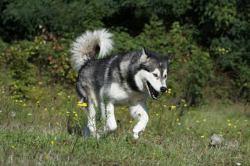 alaskan malamute essoufflé