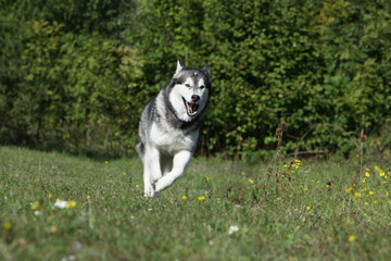 alaskan malamute en pleine course