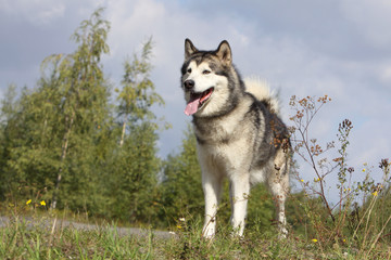 beautiful alaskan malamute outside