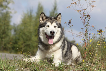 alaskan malamute allongé sur l'herbe