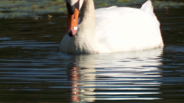 schwan