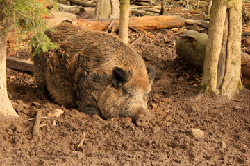 Wildschwein