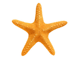 Obraz premium big yellow sea-star isolated on white background