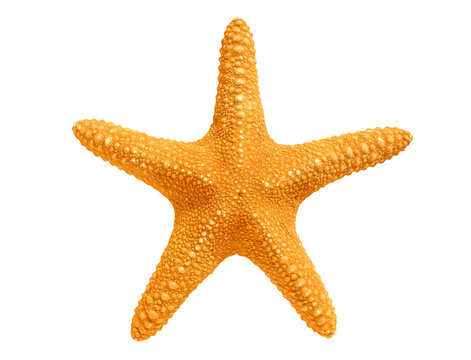 Star Fish Images – Browse 418,089 Stock Photos, Vectors, and Video