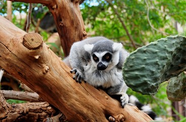 Lemur monkey