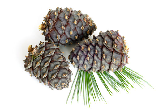 Siberian pine branch with cones