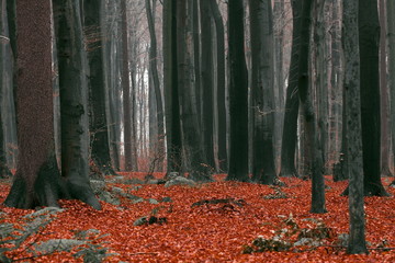 Forest in autumn - 35659309