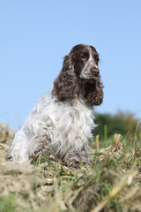 cocker assis de trois quart