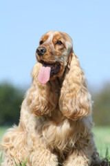 cocker aux très longues oreilles