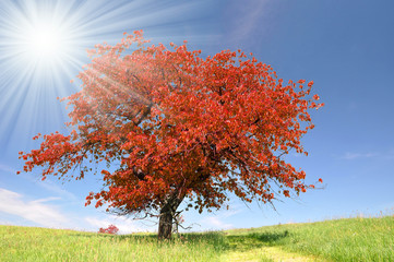 Autumn landscape in the national park Sumava - Czech Republic