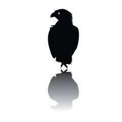 Silhouette of black eagle vector