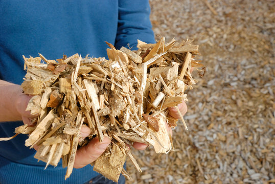 Hand mit Holz Hackschnitzel