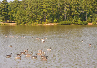 Flock of Canada Geese in lake with One White Goose