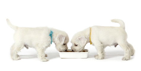 two white puppies