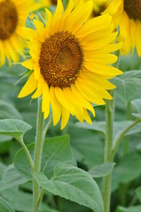 Obraz premium ひまわり