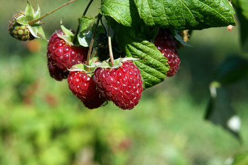 raspberry outdoors