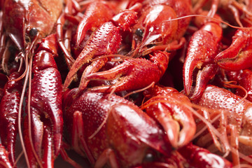 Red crayfish