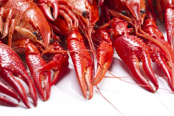 Red crayfish