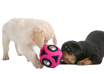 golden retriever et rottweiler jouant ensemble