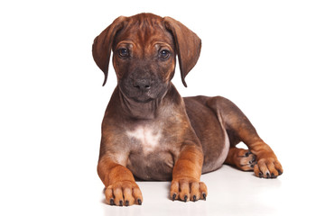 Ridgeback isolated on white