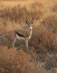 Antilope Springbok