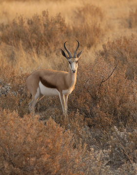 Antilope Springbok