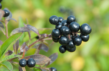 Beeren an einem Strauch des Gewöhnlichen Liguster, Ligustrum vu