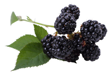 Blackberry branch