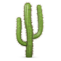 3d Cactus Plant
