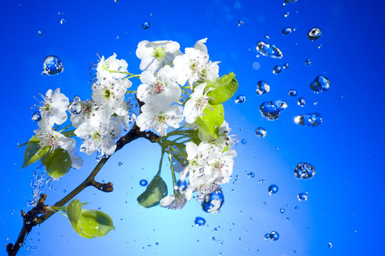 White flower