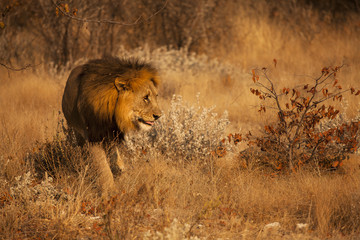 Fototapeta na wymiar Głodny lew