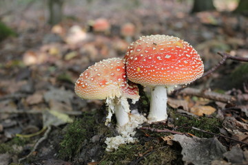 Zwei Fliegenpilze mit Fliegen