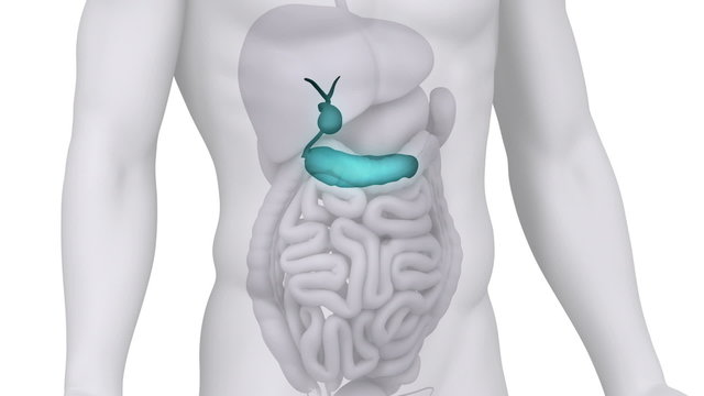 Male PANCREAS medical scan anatomy in white loop
