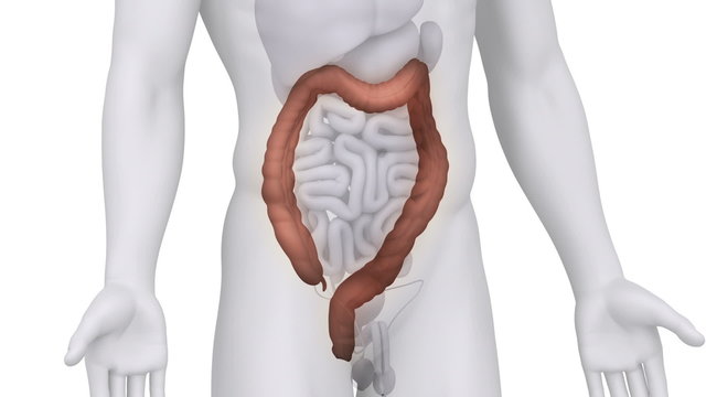 Male COLON medical scan anatomy in white loop