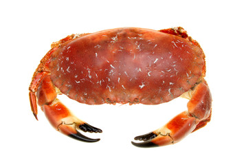 Cooked brown crab - obrazy, fototapety, plakaty