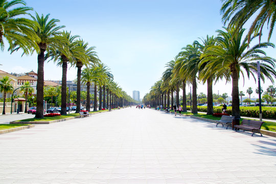 beach boulevard in Salou with palm trees