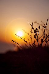 sunset plant silhuette