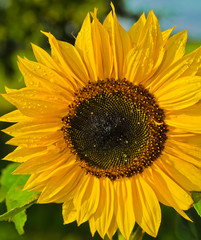 Obraz premium Sunflower Helianthus