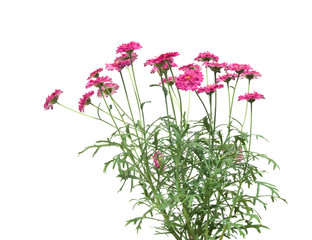 small marguerite bush, isolated