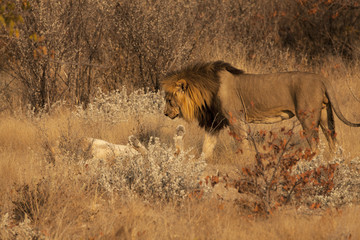 Corteggiamento tra leoni